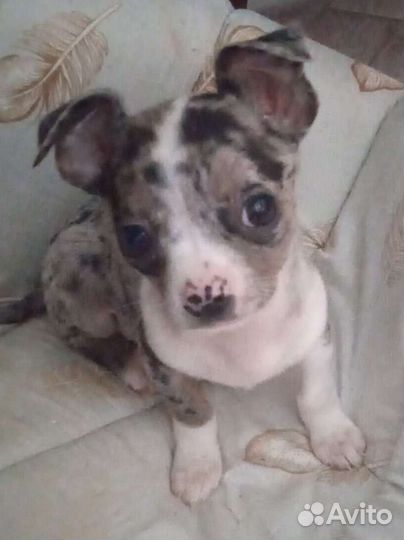 Щенок чихуахуа, мальчик