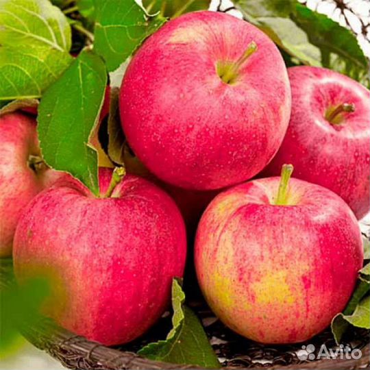 Саженцы яблони