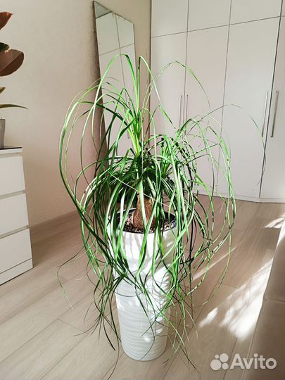 Нолина Бокарнея