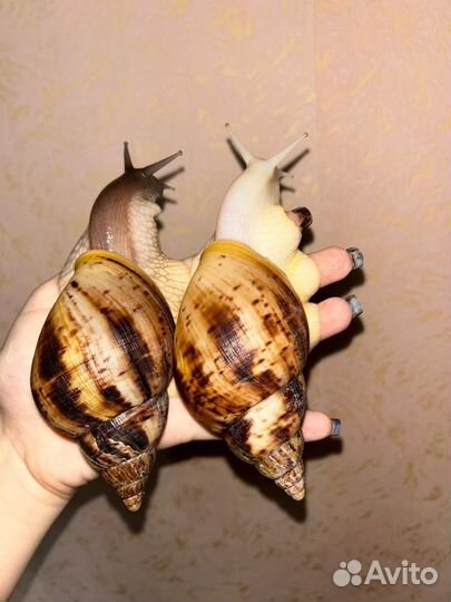 Ахатины иммакулята и ретикулята