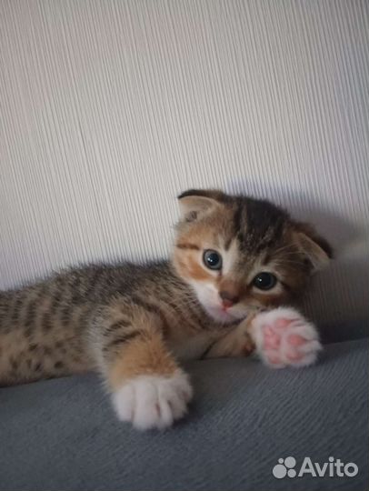 Шотландская вислоухая