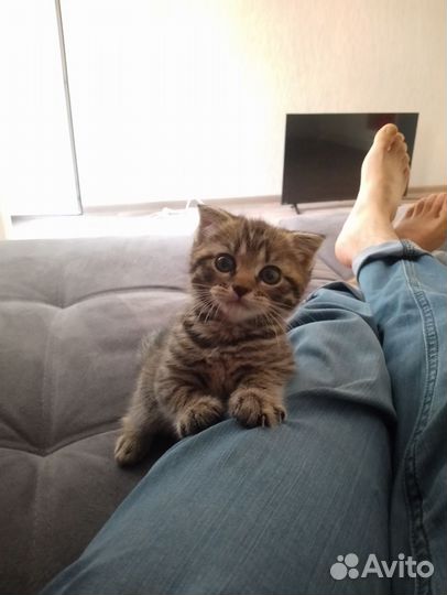 Кошка в дар бесплатно