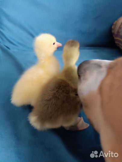 Два весёлых гуся, яйцо