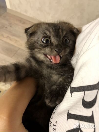 Шотландская смесь