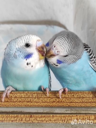 Птенцы волнистый попугай