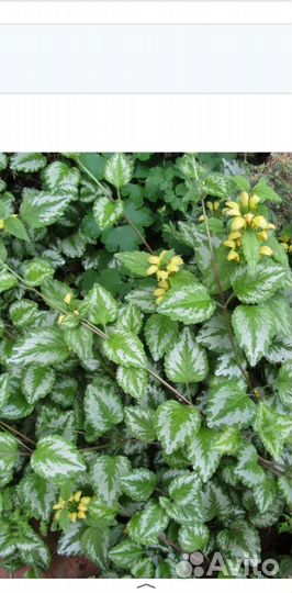 Многолетники для сада. Люпин и яснотка