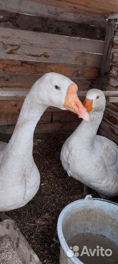 Холмогорские гуси