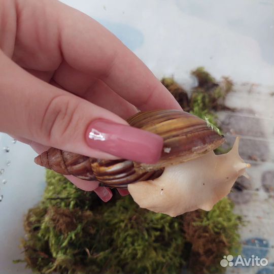 Улитки ахатины альбино