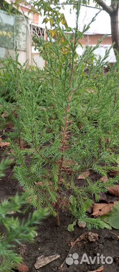 Можжевельник виргинский