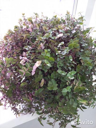 Каллизия бьянка