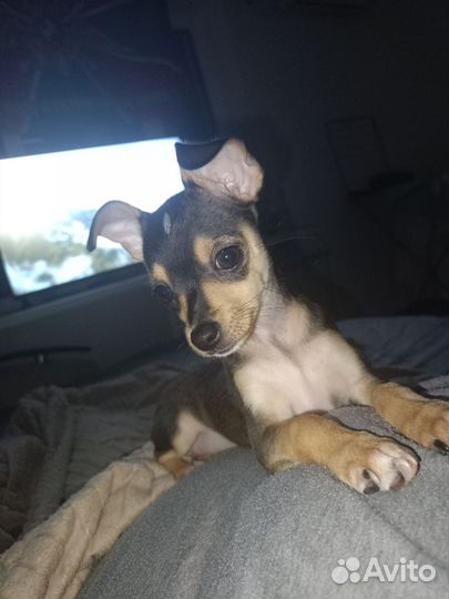 Мини той-терьер щенки