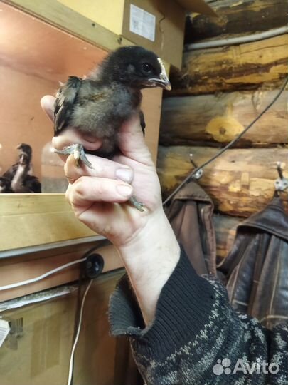 Молодые петушки породы Маран