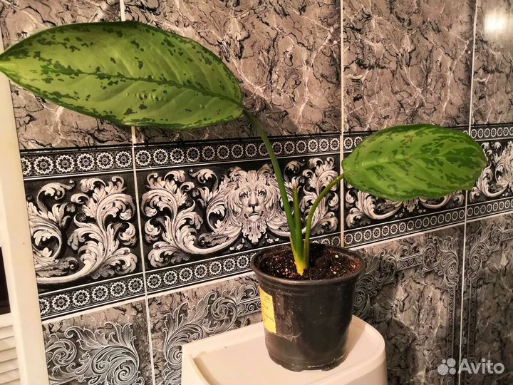 Декабрист, пасхальник, аглаонема, столетник Вера