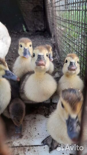 Цыплята, индоутята