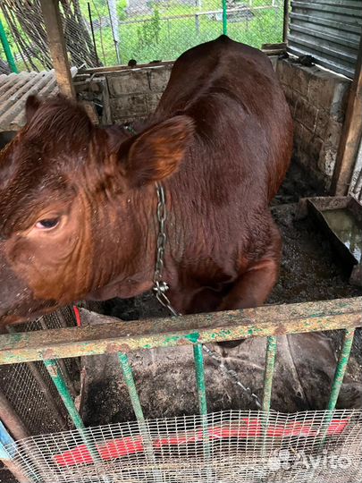 Телка 2 года