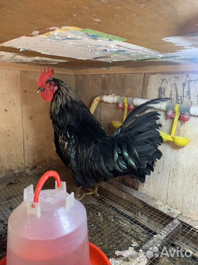 Домашняя птица