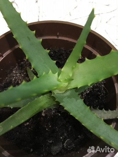 Алоэ вера, сизое, столетник