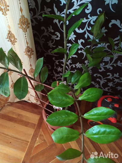 Замиокулькас