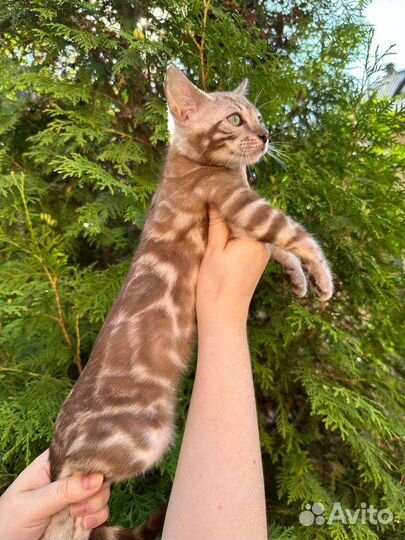 Бенгальская девочка сепия