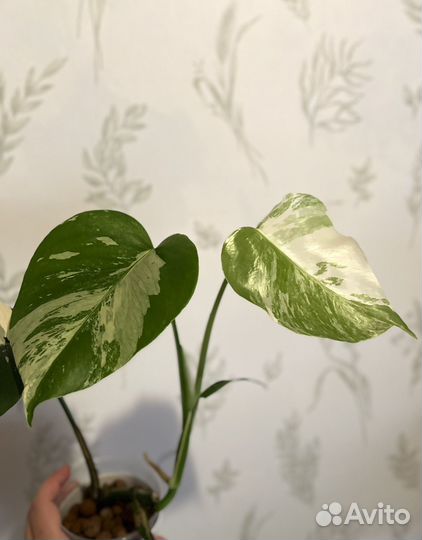 Монстера Альба