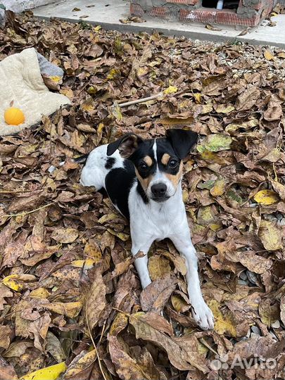 Джек Рассел терьер