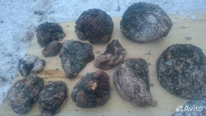 Сувель Кап берёзовый хвойный