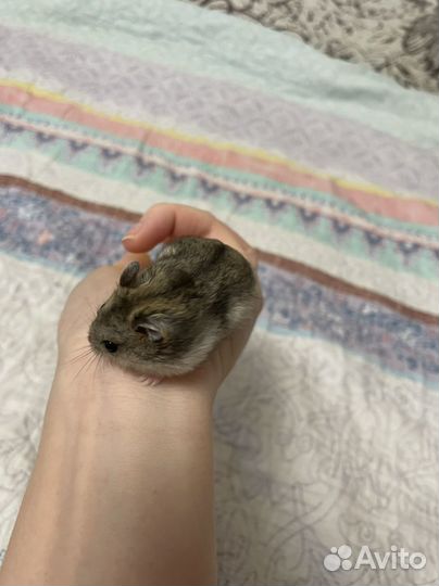 Джунгарский хомяк