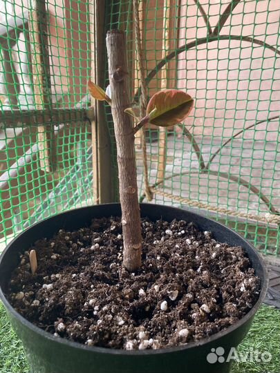 Филодендрон маска