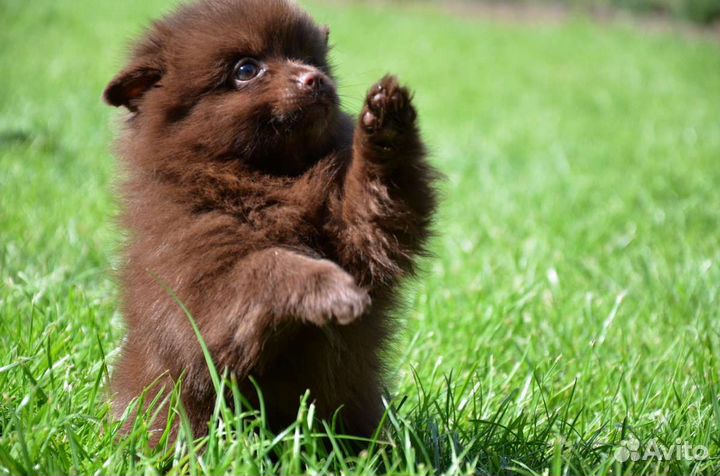 Щенок шпица