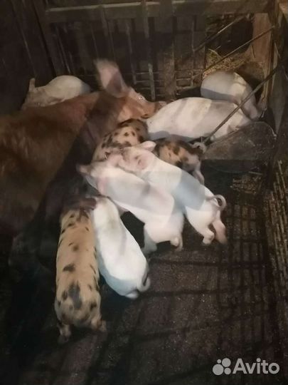 Поросята породы дюрок