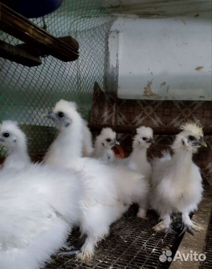 Цыплята декоративных пород