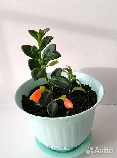 Нематантус (золотая рыбка). Эхмея полосатая