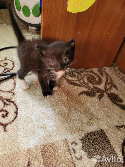 Отдам бесплатно в добрые руки