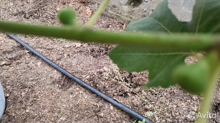 Инжир комнатный