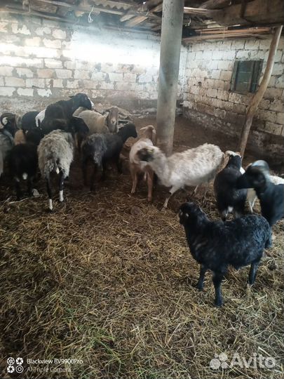 Ягнята на мясо и на шашлык