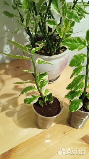 Педилантус