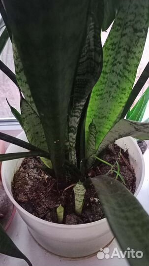 Сансевиерия