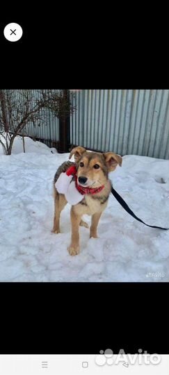 Мила, красавица и умница ищет дом