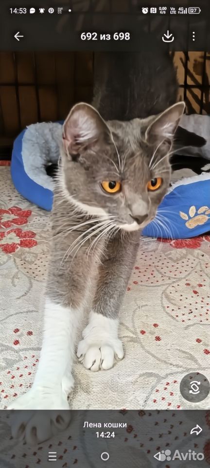Котёнок в добрые руки, Краснодар