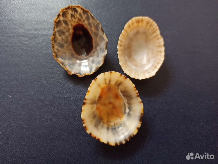 Морские раковины