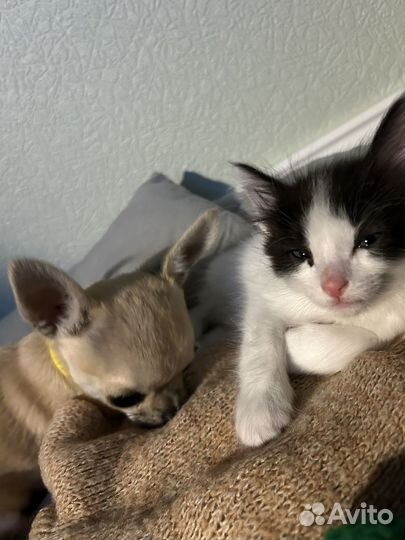 Отдам бесплатно