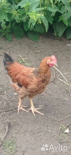 Молодые петушки