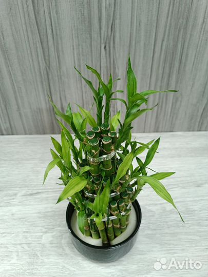 Бамбук Лаки