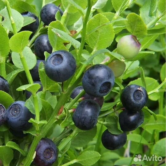 Черника, брусника, клюква