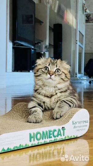 Шотландские вислоухие котята