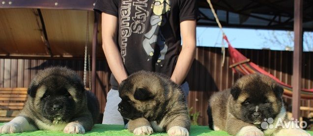 Питомник. Вязка