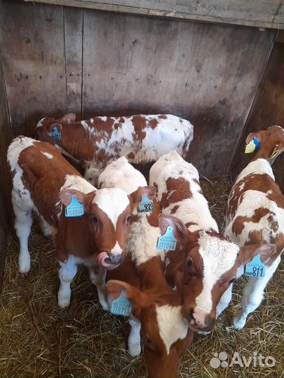 Бычки телята на откорм