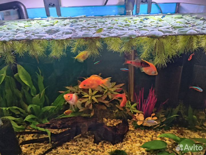 Пистия (водяной салат)