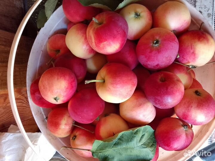 Яблоки домашние полукультурка