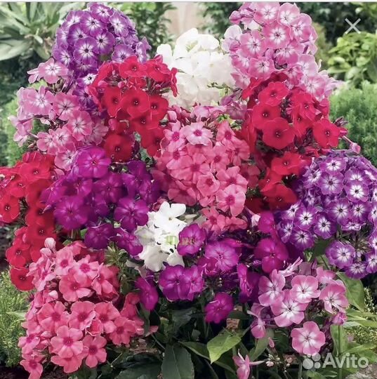 Саженцы многолетних цветов